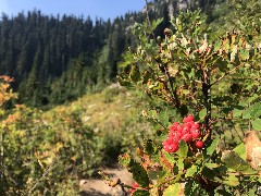 Maple Heather Trail, WA